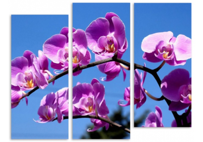 Модуль 90 «Сиреневые орхидеи»
