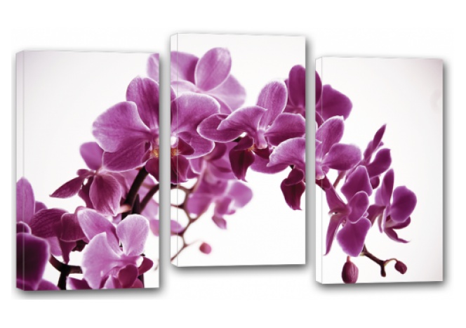 Модуль 228 "Фиолетовая орхидея"