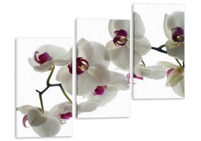 Модуль 139 «Белые орхидеи»