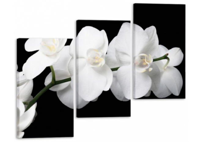 Модуль 23 "Белая орхидея"