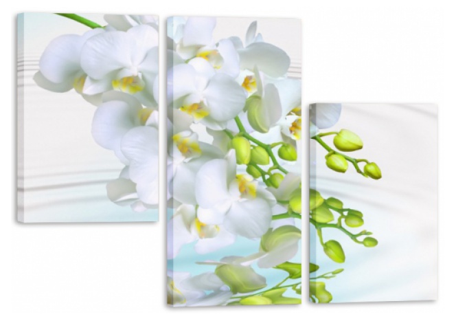 Модуль 104 «Белые орхидеи»