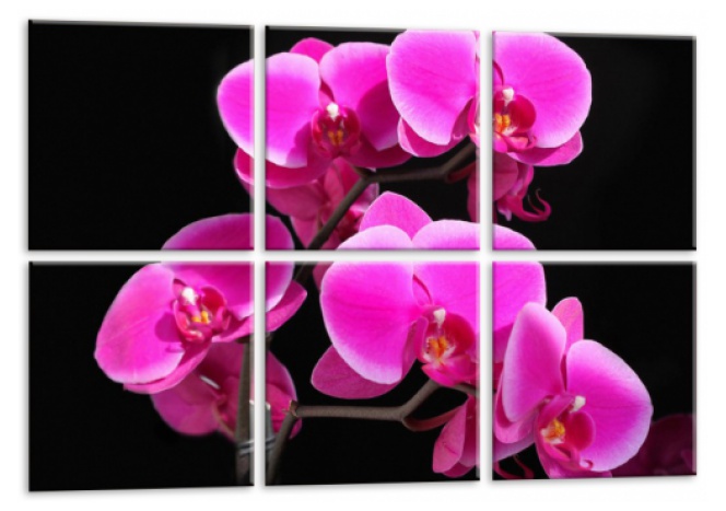 Модуль 96 «Орхидеи»
