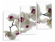 Модуль 139 «Белые орхидеи...