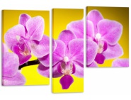 Модуль 98 «Орхидеи»