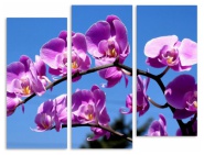 Модуль 90 «Сиреневые орхидеи»